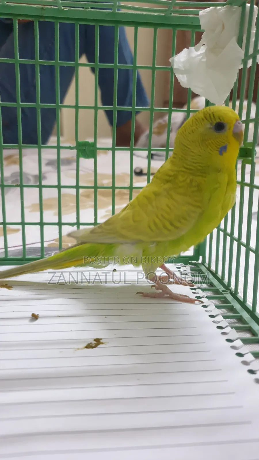 Male Budgie