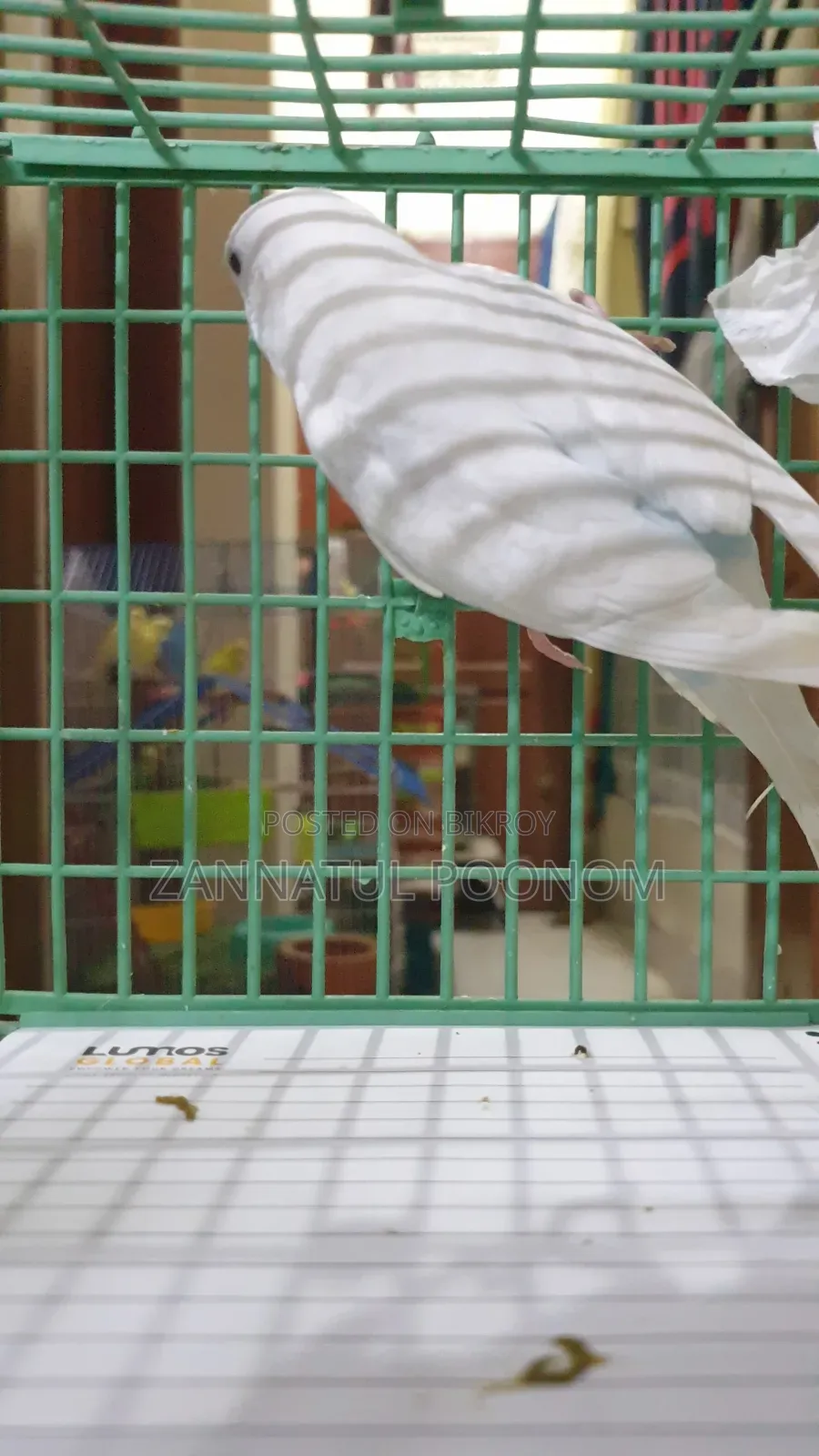 Male Budgie