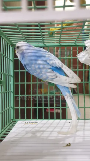 Male Budgie
