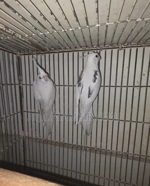 Cockatiel Bird - কোকাটেল পাখি
