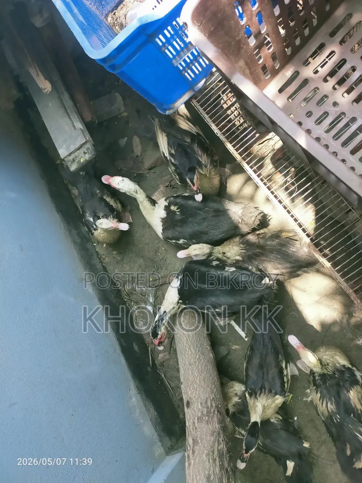 Duck for sale