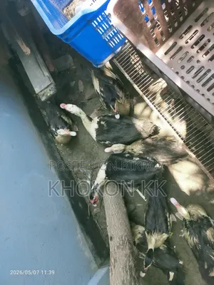 Duck for sale