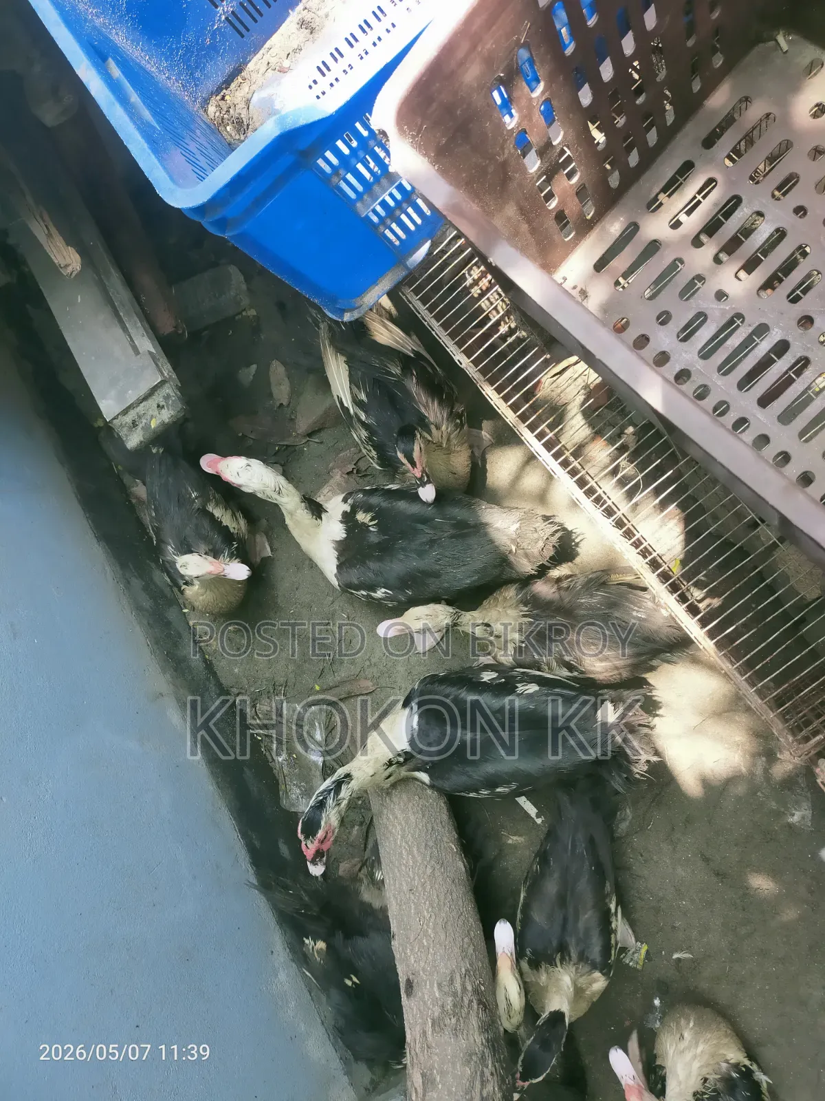 Duck for sale