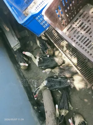 Duck for sale