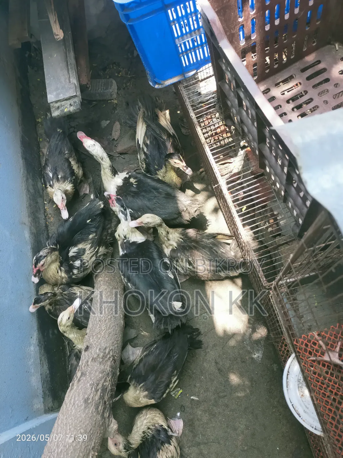 Duck for sale