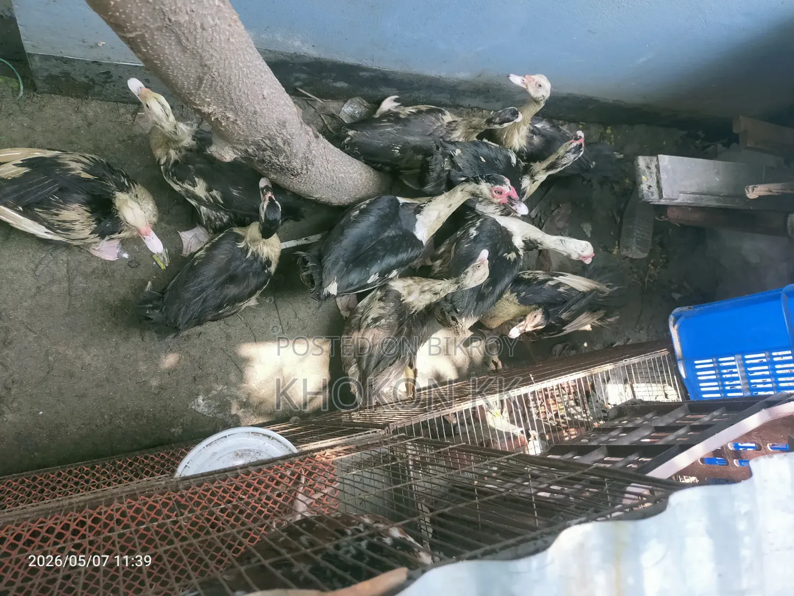 Duck for sale