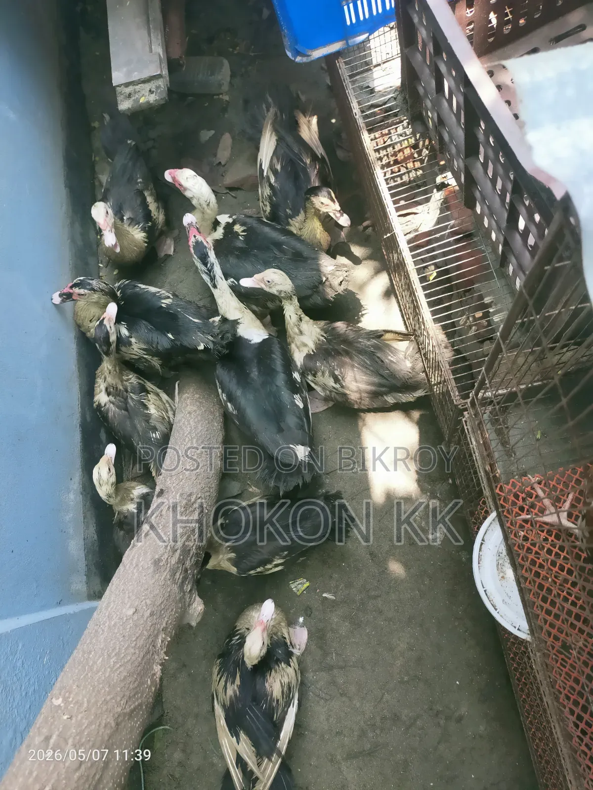 Duck for sale