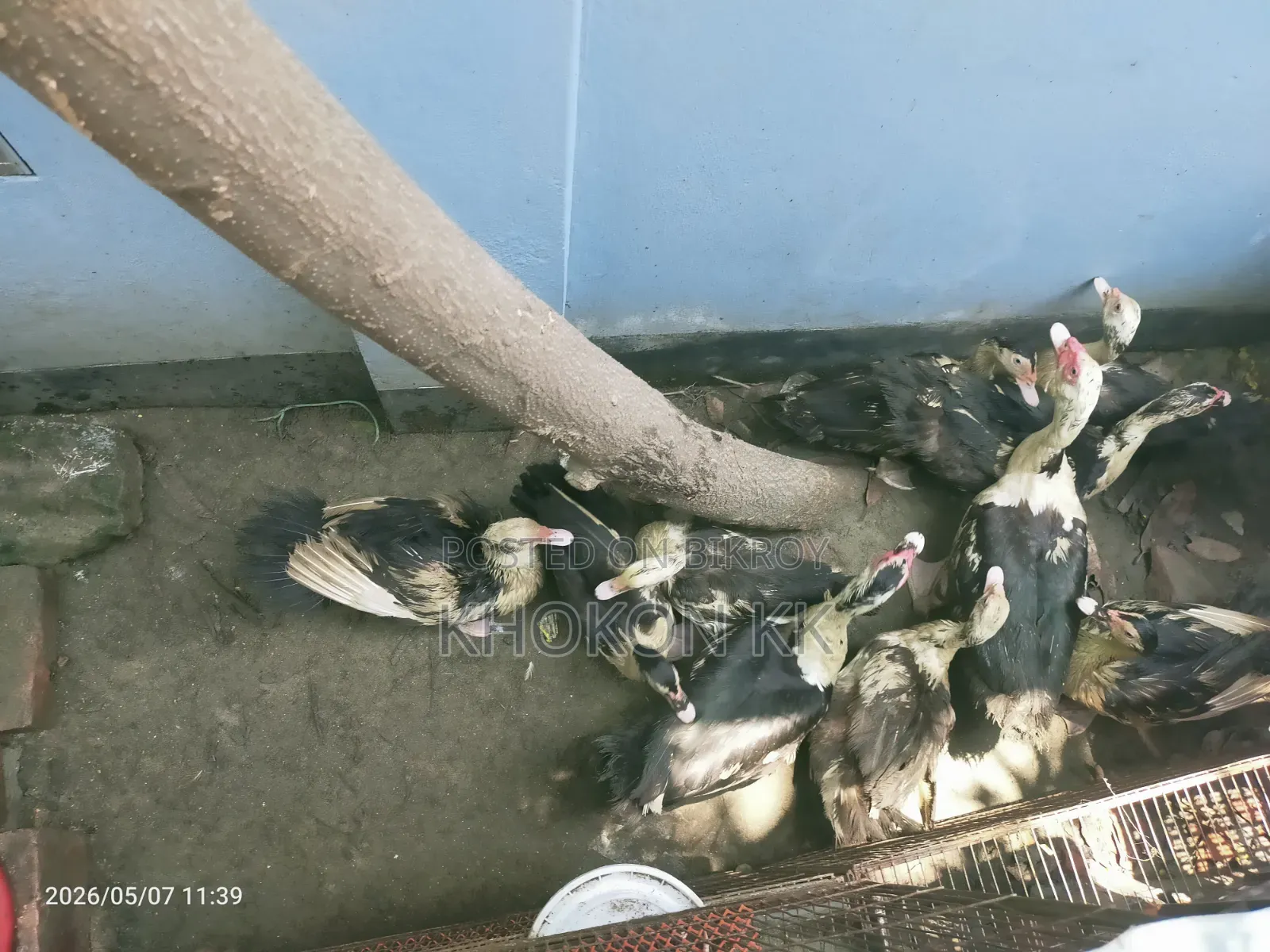 Duck for sale