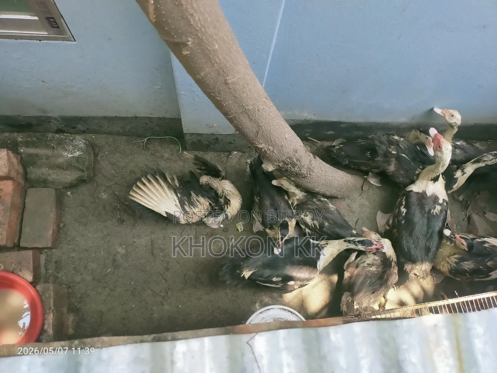 Duck for sale