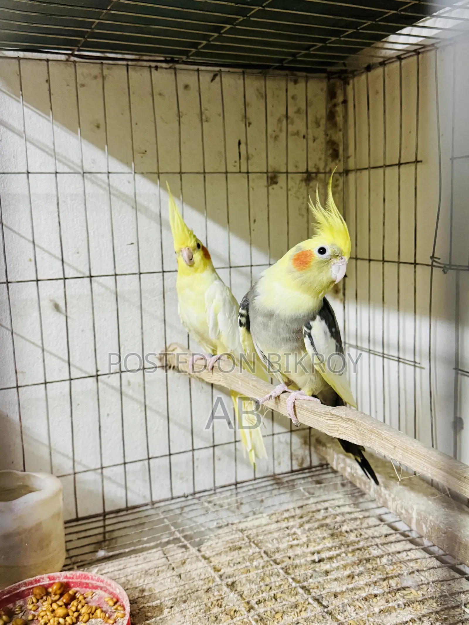 Running Cockatiel