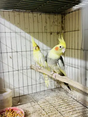 Running Cockatiel