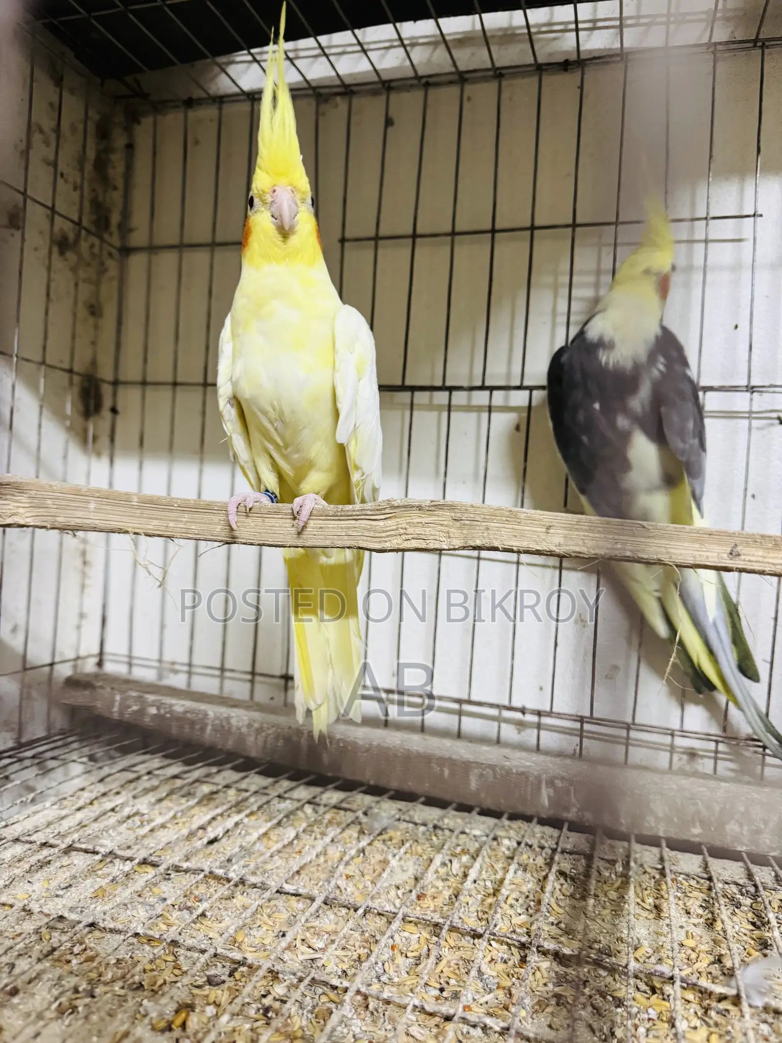 Running Cockatiel