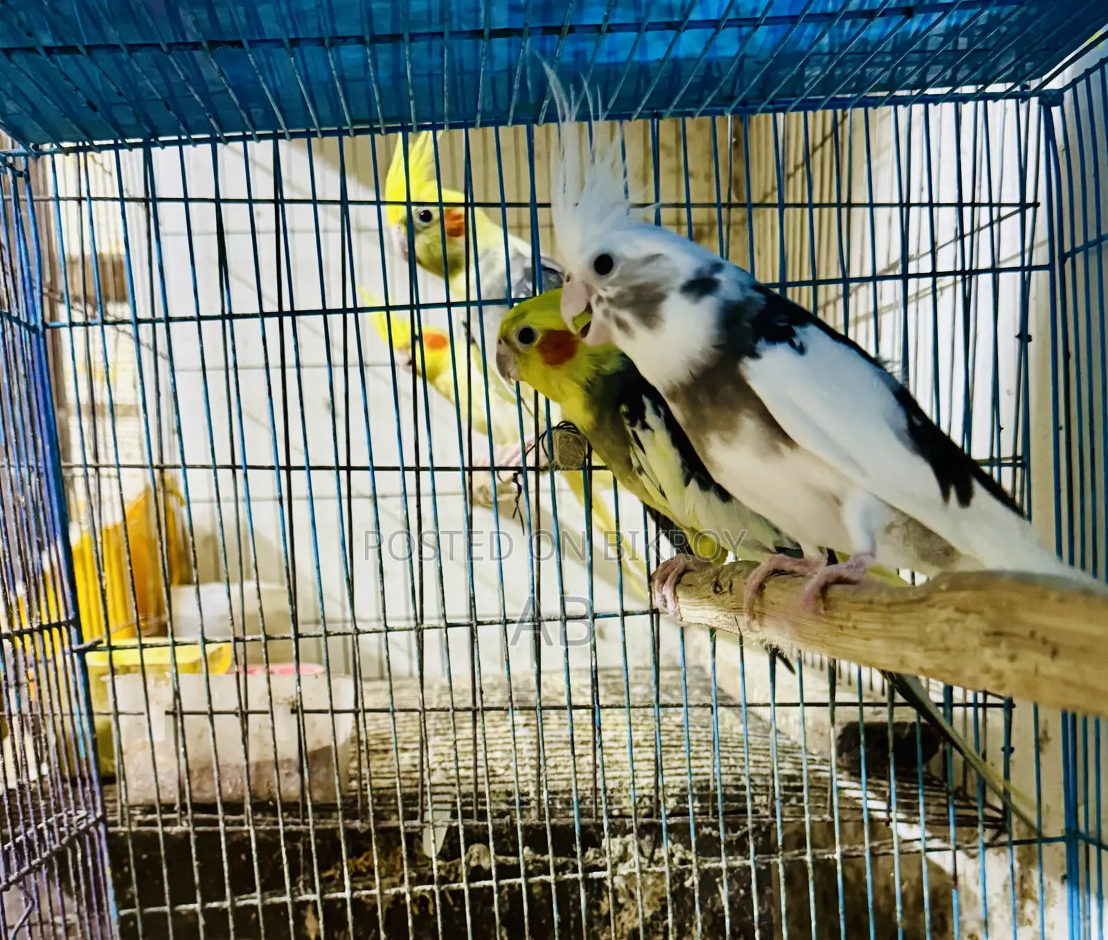 Running Cockatiel