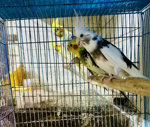 Running Cockatiel