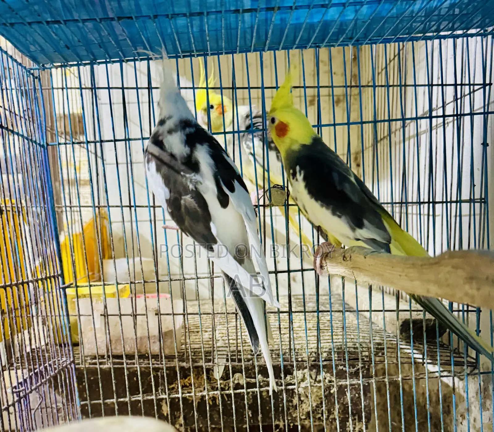 Running Cockatiel