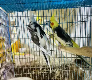 Running Cockatiel
