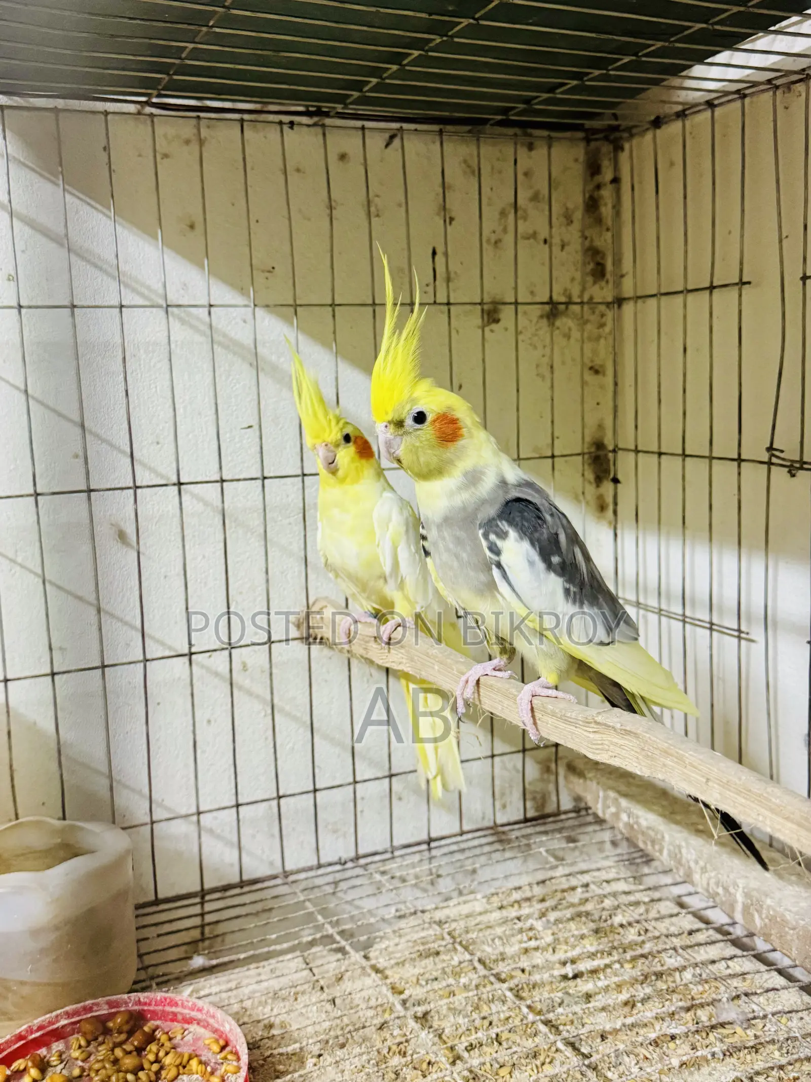 Running Cockatiel