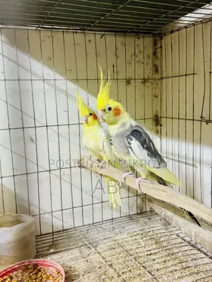 Running Cockatiel