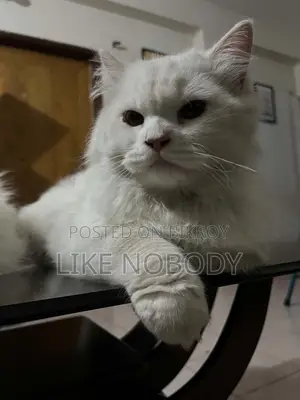 6-12 Months Male Purebred Persian