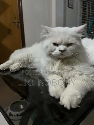6-12 Months Male Purebred Persian