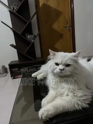 6-12 Months Male Purebred Persian