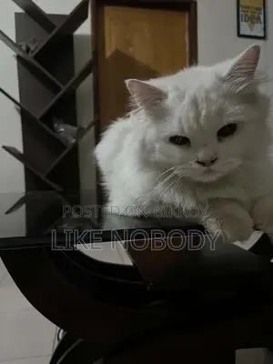6-12 Months Male Purebred Persian