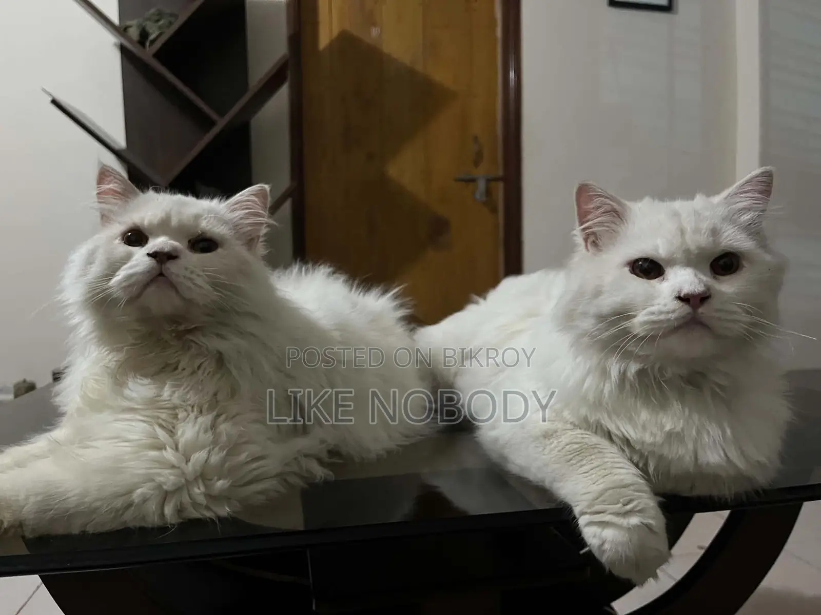 6-12 Months Male Purebred Persian