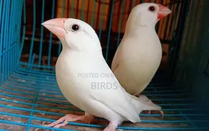 White Java