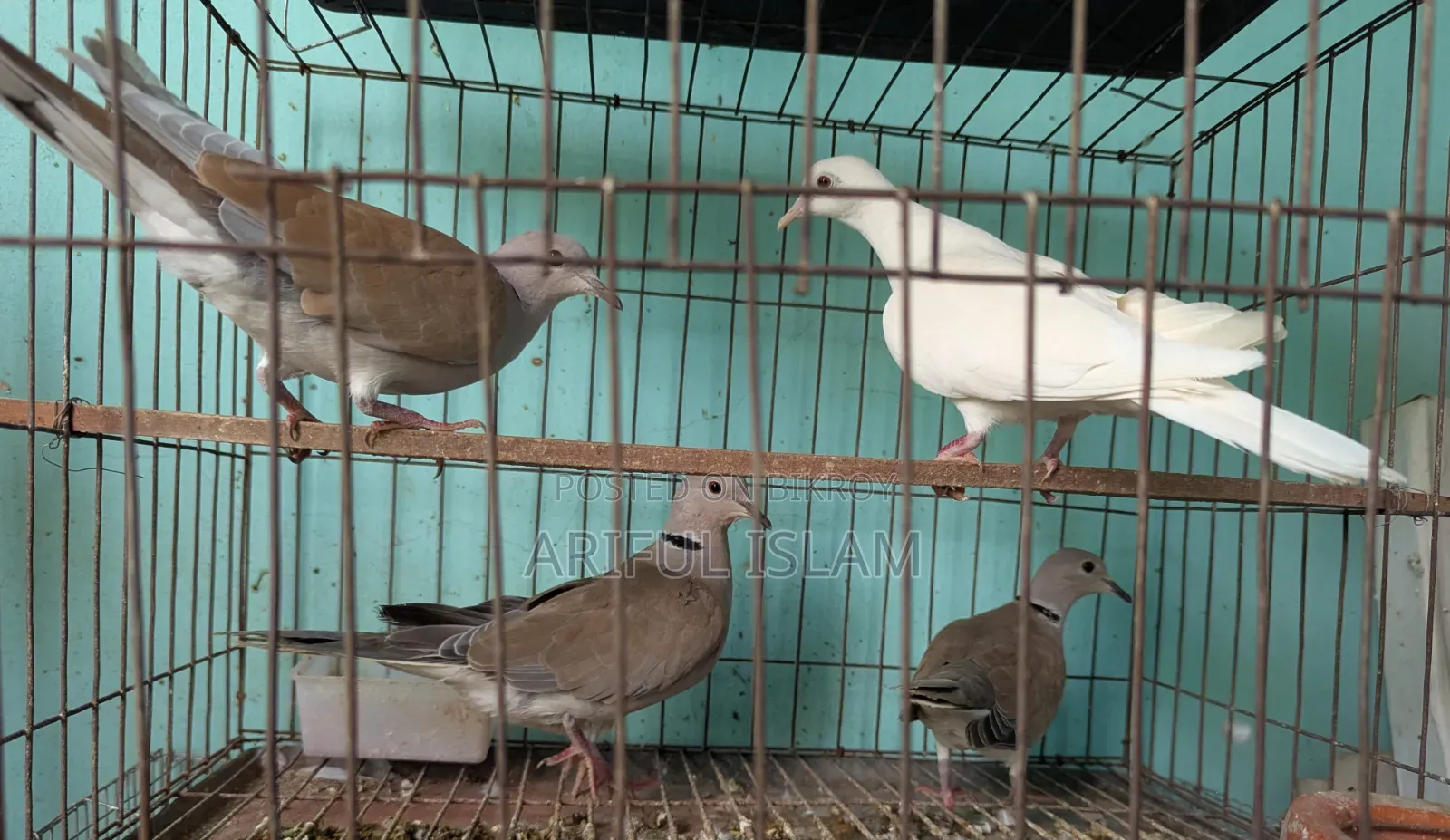 Australian Dove