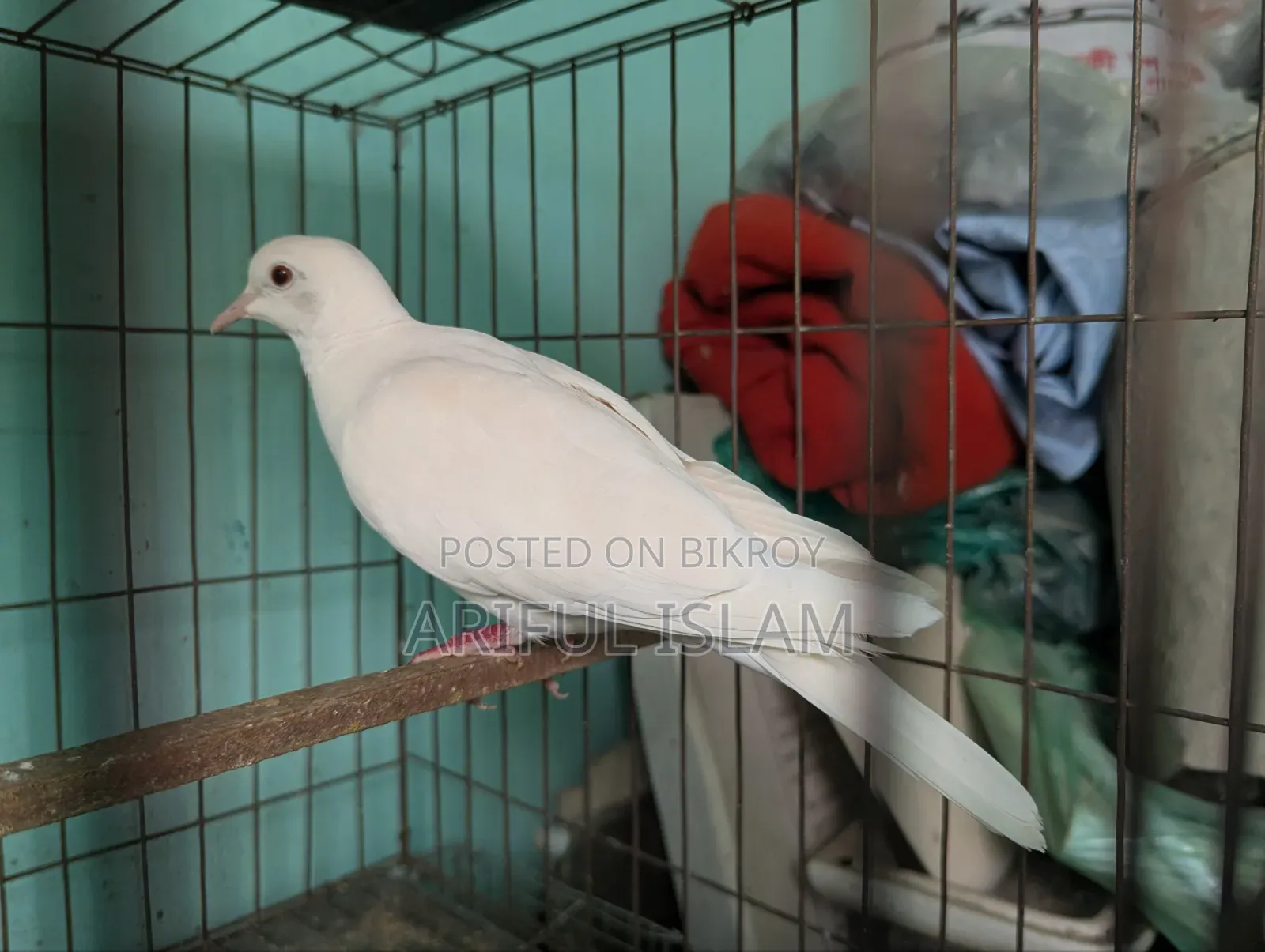 Australian Dove