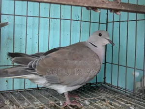 Australian Dove