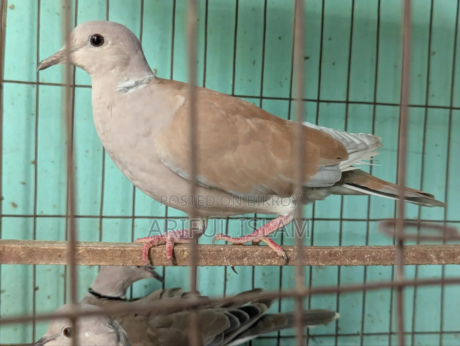 Australian Dove