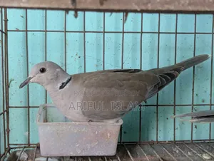 Australian Dove