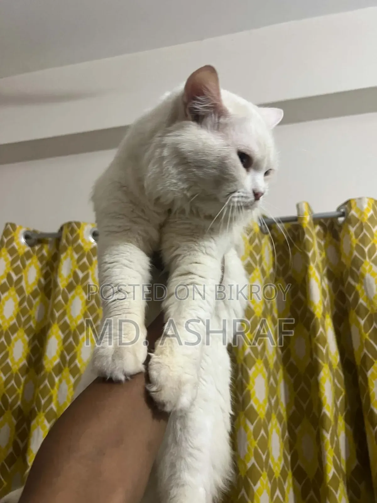 6-12 Months Male Purebred Persian