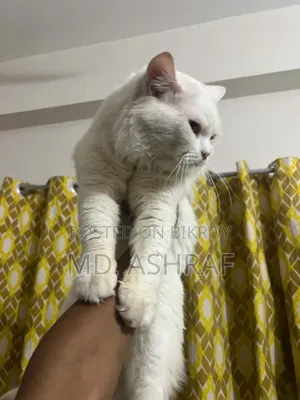 6-12 Months Male Purebred Persian