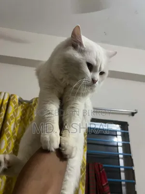 6-12 Months Male Purebred Persian