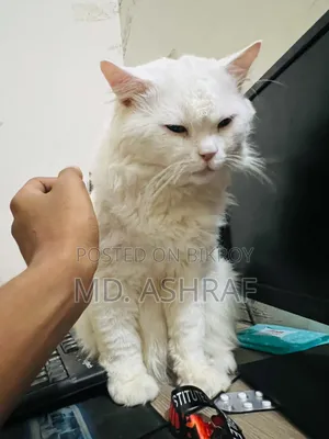 6-12 Months Male Purebred Persian