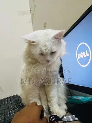 6-12 Months Male Purebred Persian