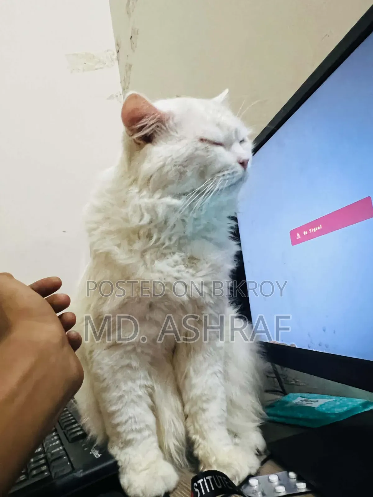 6-12 Months Male Purebred Persian
