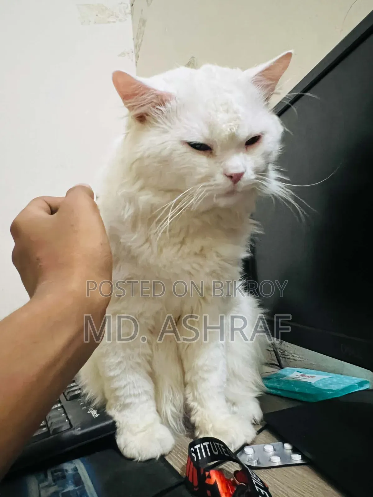 6-12 Months Male Purebred Persian