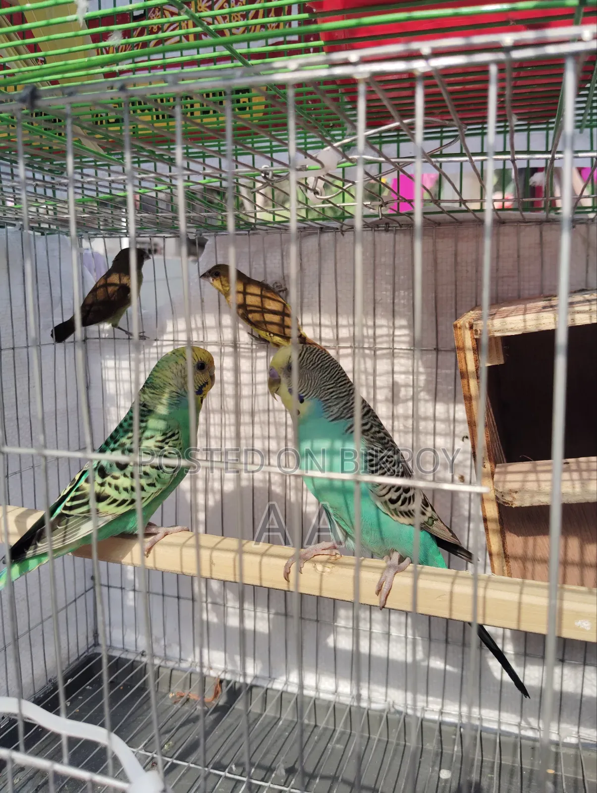 Budgerigar Bird's