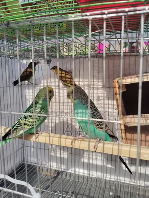 Budgerigar Bird's