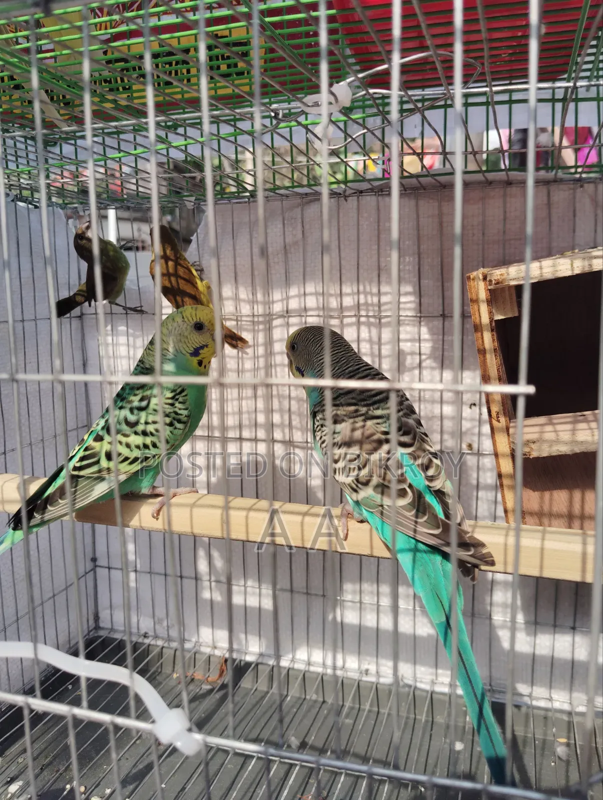 Budgerigar Bird's