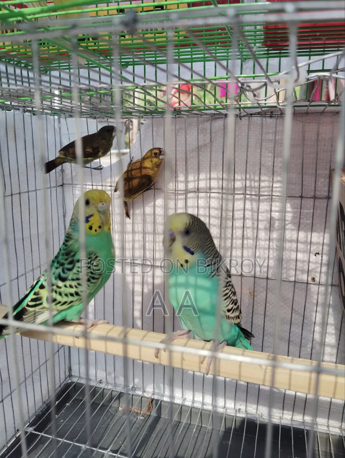Budgerigar Bird's