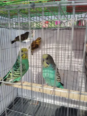 Budgerigar Bird's