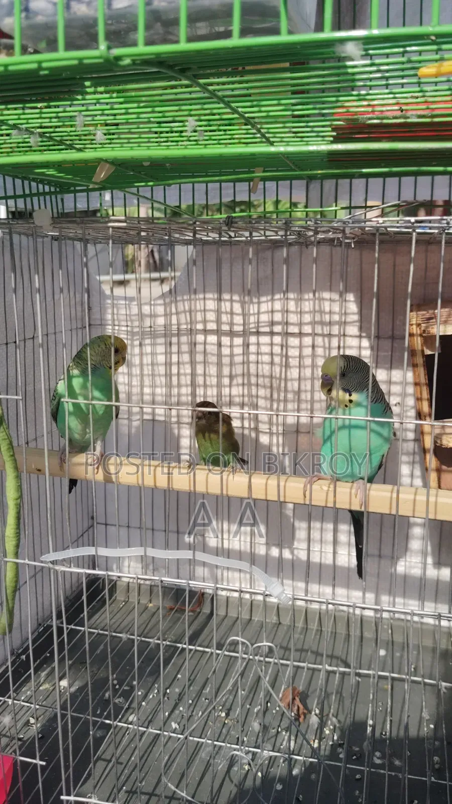 Budgerigar Bird's