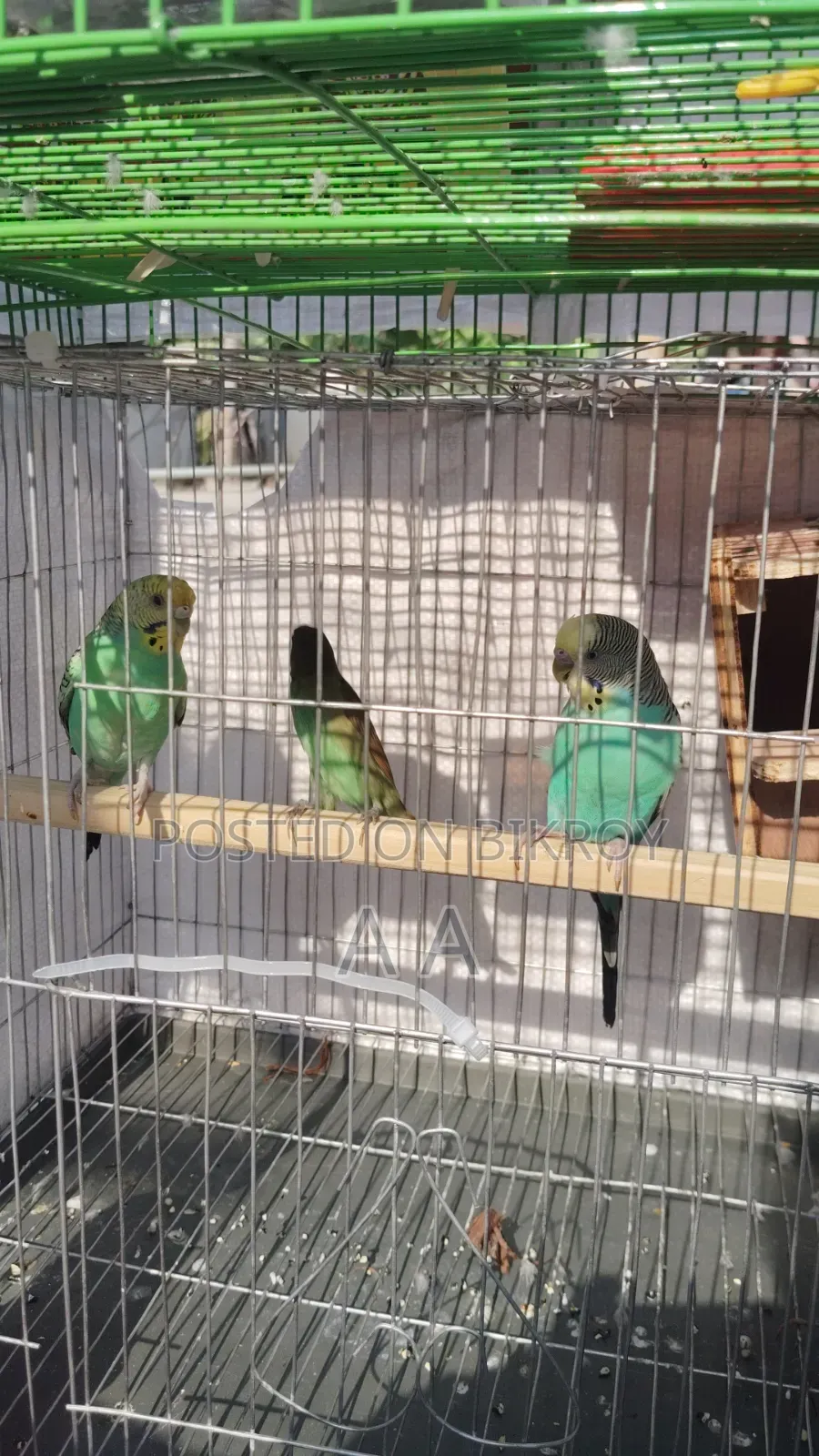 Budgerigar Bird's