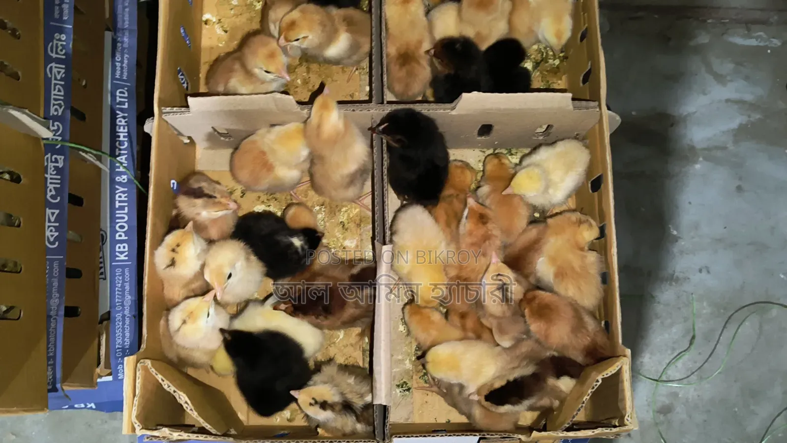 Tiger Chicken Chicks (1 to 14 Days Old) for Sale