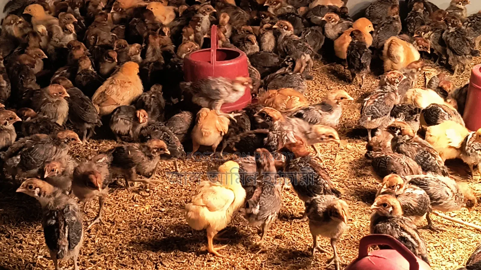 Tiger Chicken Chicks (1 to 14 Days Old) for Sale