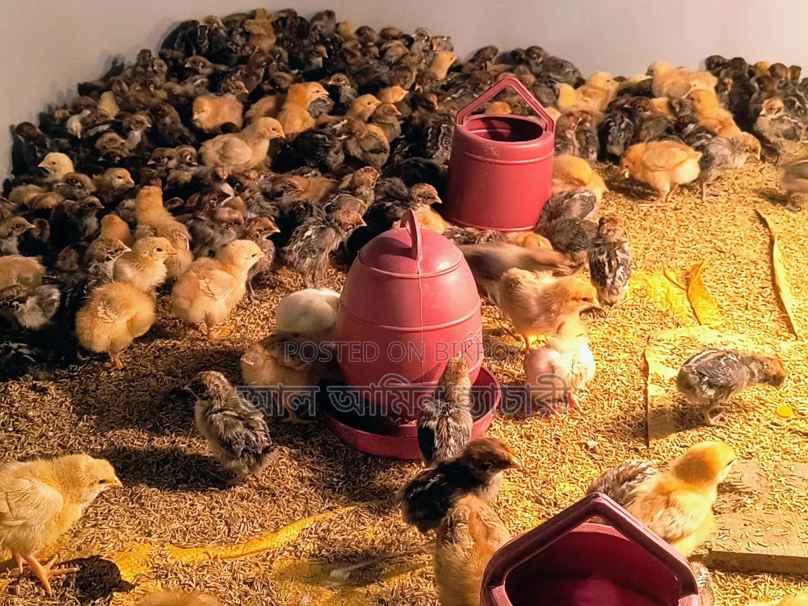 Tiger Chicken Chicks (1 to 14 Days Old) for Sale